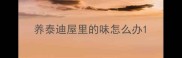 养泰迪屋里的味怎么办