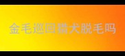 金毛巡回猎犬脱毛吗