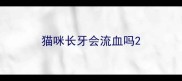 猫咪长牙会流血吗