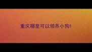 重庆哪里可以领养小狗