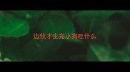 边牧才生完小狗吃什么