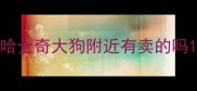 哈士奇大狗附近有卖的吗