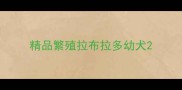 精品繁殖拉布拉多幼犬