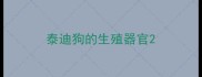 泰迪狗的生殖器官