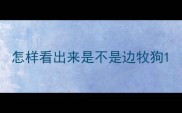 怎样看出来是不是边牧狗