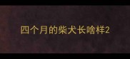 四个月的柴犬长啥样