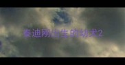 泰迪刚出生的幼犬