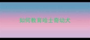如何教育哈士奇幼犬