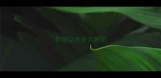 泰迪幼犬多久断奶