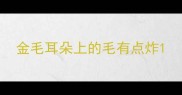 金毛耳朵上的毛有点炸