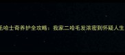 长毛哈士奇养护全攻略我家二哈毛发浓密到怀疑人生