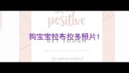 狗宝宝拉布拉多照片