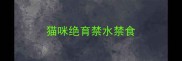猫咪绝育禁水禁食