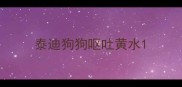 泰迪狗狗呕吐黄水
