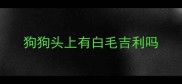 狗狗头上有白毛吉利吗