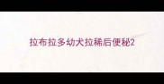 拉布拉多幼犬拉稀后便秘