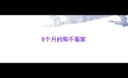 8个月的狗不看家