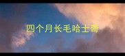 四个月长毛哈士奇