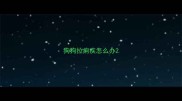 狗狗拉痢疾怎么办