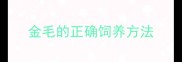 金毛的正确饲养方法