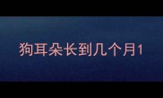 狗耳朵长到几个月