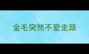 金毛突然不爱走路