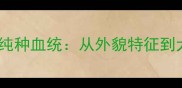 如何科学鉴别金毛犬纯种血统从外貌特征到犬舍选择的完整指南