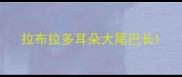 拉布拉多耳朵大尾巴长