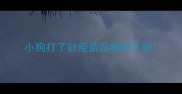 小狗打了针疫苗没精神不好