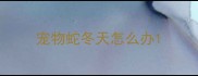 宠物蛇冬天怎么办