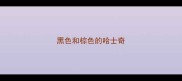 黑色和棕色的哈士奇