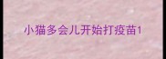 小猫多会儿开始打疫苗