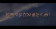 拉布拉多在家里怎么养