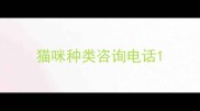 猫咪种类咨询电话