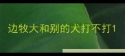边牧大和别的犬打不打