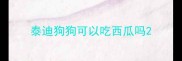 泰迪狗狗可以吃西瓜吗