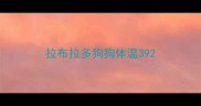 拉布拉多狗狗体温39