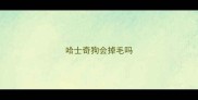 哈士奇狗会掉毛吗