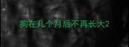 狗在几个月后不再长大