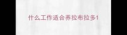 什么工作适合养拉布拉多