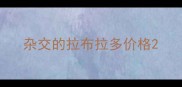 杂交的拉布拉多价格