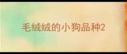毛绒绒的小狗品种