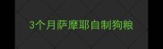 3个月萨摩耶自制狗粮