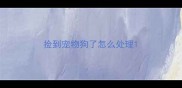 捡到宠物狗了怎么处理