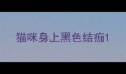猫咪身上黑色结痂