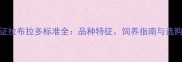 CKU认证拉布拉多标准全品种特征饲养指南与选购建议