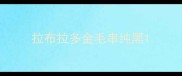 拉布拉多金毛串纯黑