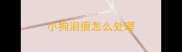 小狗泪痕怎么处理