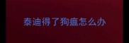 泰迪得了狗瘟怎么办