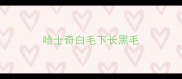 哈士奇白毛下长黑毛